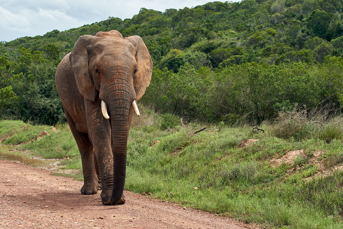 Who Bombed the Elephant?